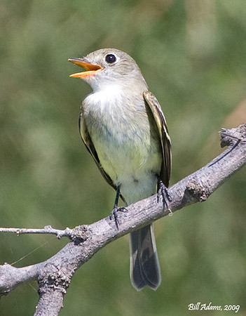 Unknown Flycatcher