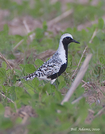 Black-bellied Plover