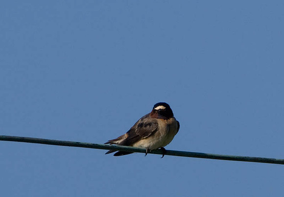 Cliff Swallow