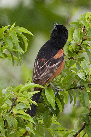 Orchard Oriole