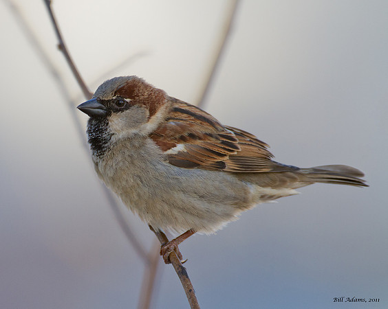 House Sparrow