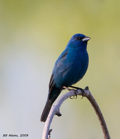 Indigo Bunting