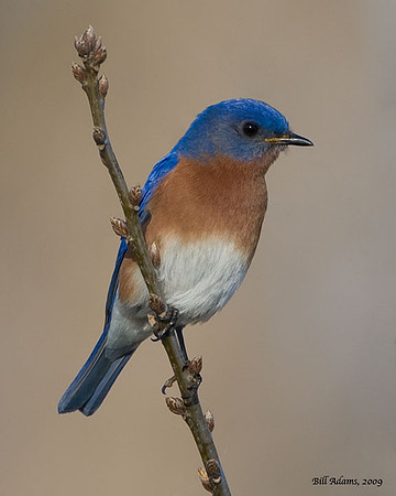 Eastern Bluebird
