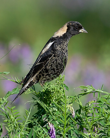Bobolink
