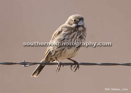 Lark Bunting