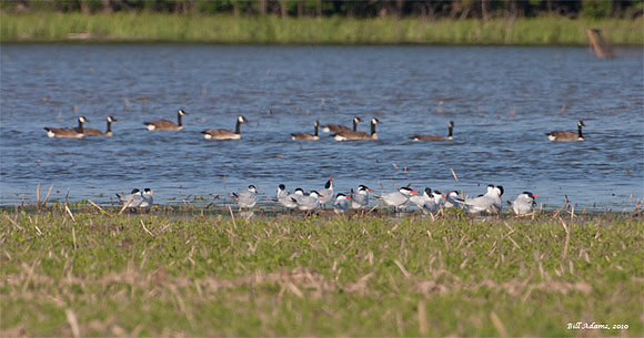 Caspian Terns and Canada Geese