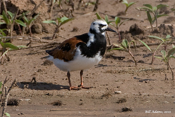 Ruddy Turnstone