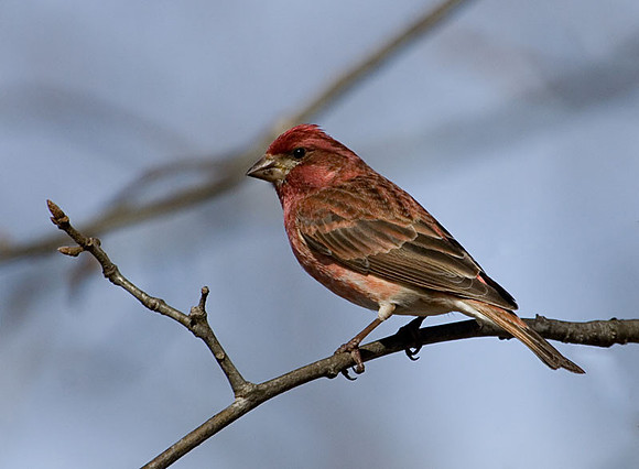 Male Purple Finch