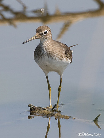 Solitary Sandpiper