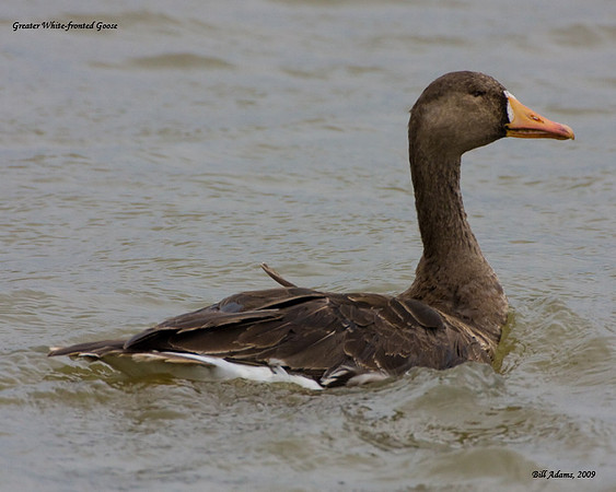 Greater White-fronted Goose