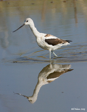 American Avocet