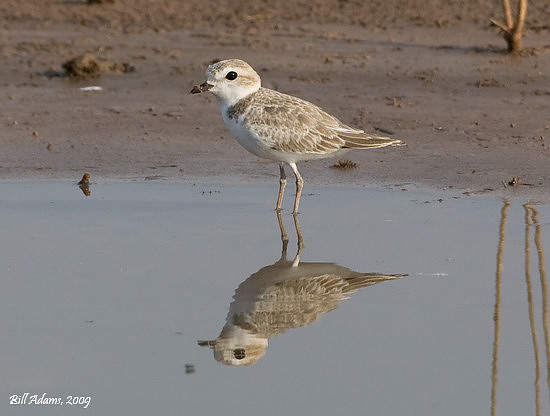 Snowy Plover