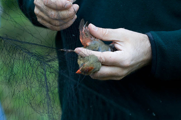 Female Northern Cardinal