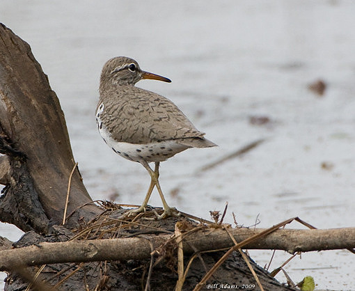 Spotted Sandpiper