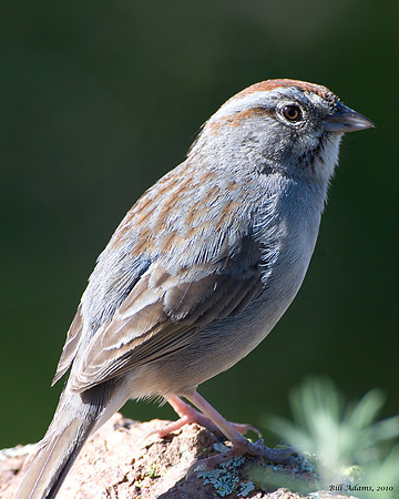 Rufous-crowned Sparrow