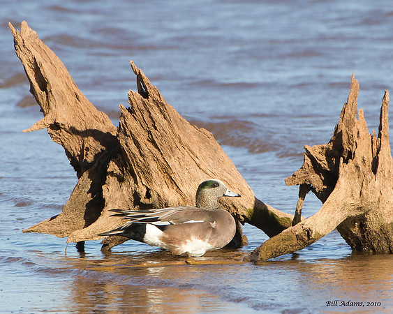 American Wigeon