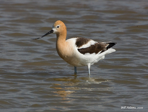 American Avocet