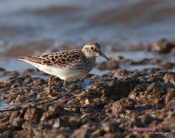 Least Sandpiper