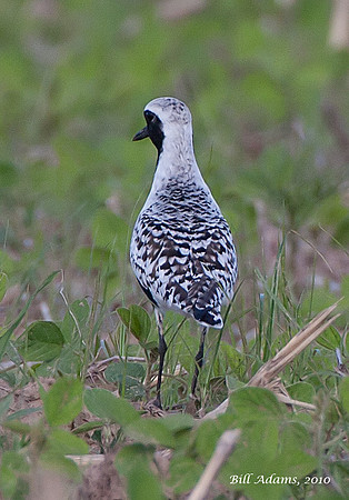 Black-bellied Plover