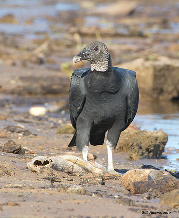 Black Vulture