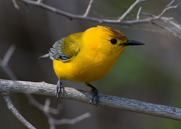Prothonotary Warbler