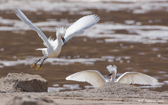 Snowy Egrets