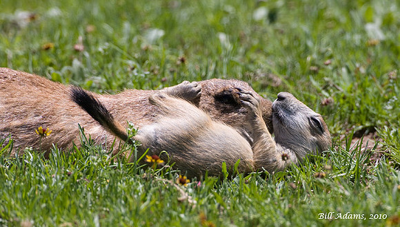 Prairie Dogs