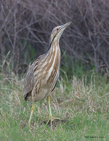 American Bittern