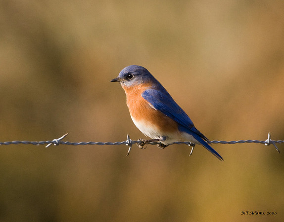 Eastern Bluebird