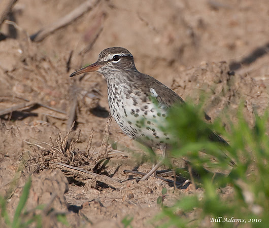 Spotted Sandpiper