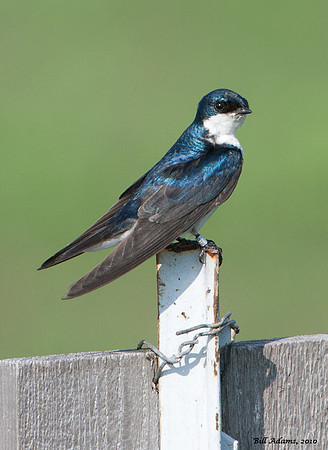 Tree Swallow