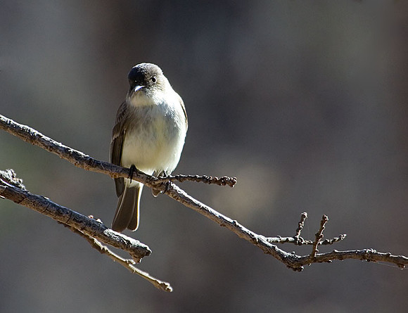 Eastern Phoebe