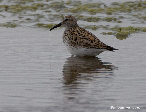 White-rumped Sandpiper