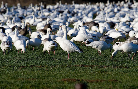 Snow Geese