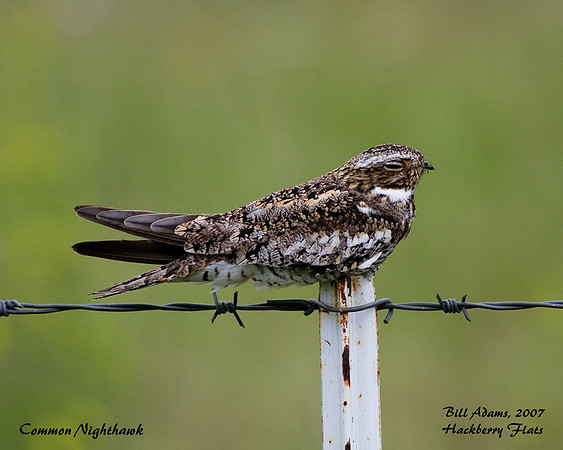 Common Nighthawk