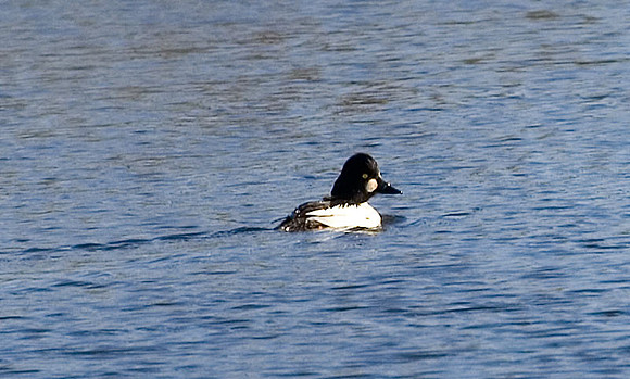 Common Goldeneye