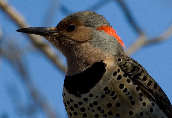 Flicker