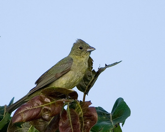 Female Painted Bunting