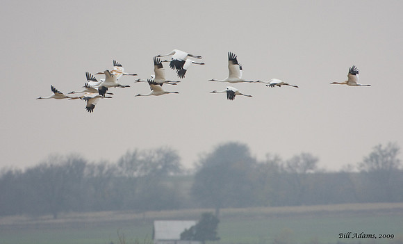 Whooping Cranes