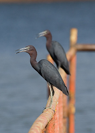 Little Blue Herons