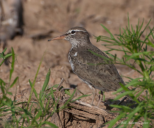 Spotted Sandpiper