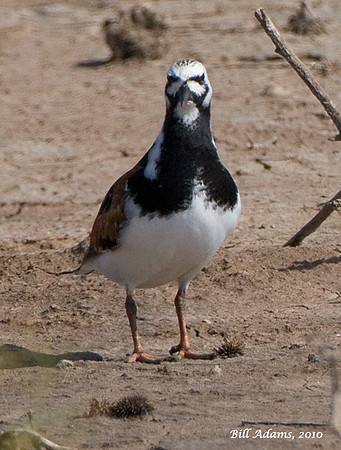 Ruddy Turnstone