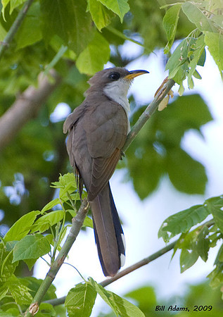 Yellow-billed Cuckoo