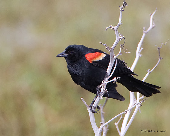Red-winged Blackbird