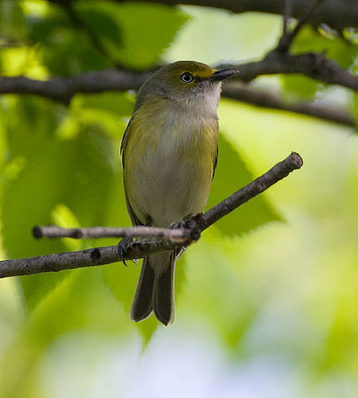 White-eyed Vireo