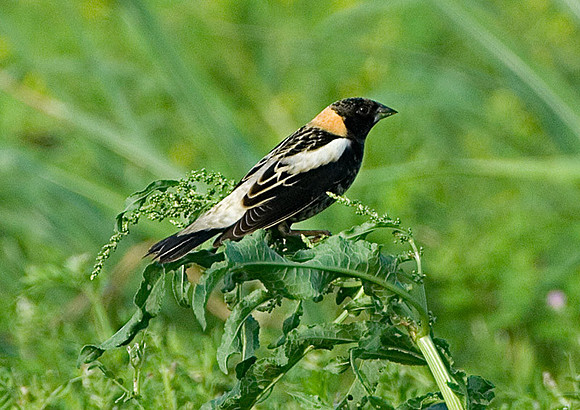Bobolink