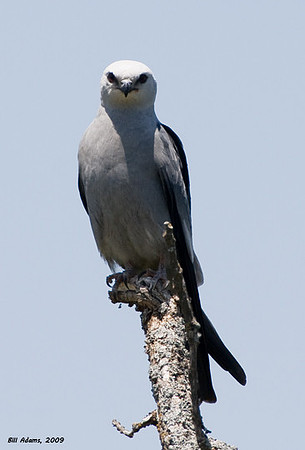 Mississippi Kite