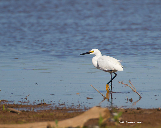 Snowy Egret