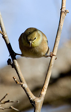 American Goldfinch (Winter Plumage)
