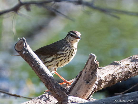 Louisiana Waterthrush